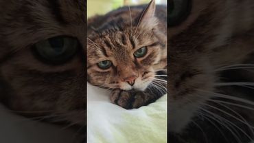 Джентльмен 🕴️💃🙀🤣 #cat #кот #юмор #котушка #приколы #позитив #популярное #цитаты