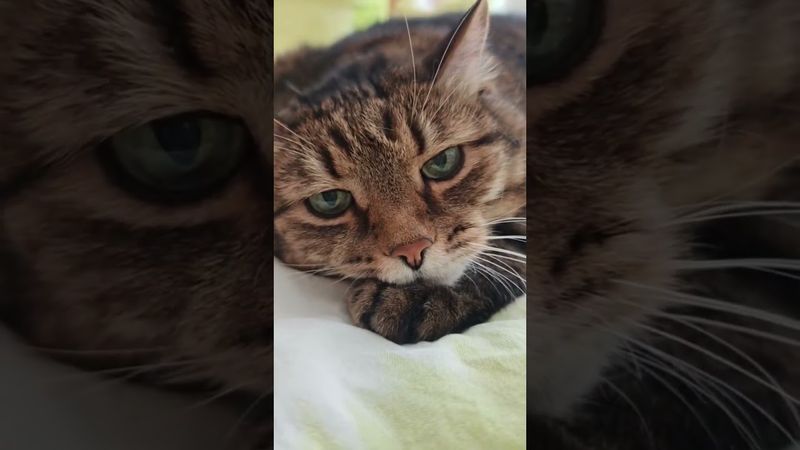 Джентльмен 🕴️💃🙀🤣 #cat #кот #юмор #котушка #приколы #позитив #популярное #цитаты