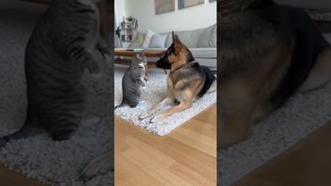 Cat Attack on German Shephard.... But What He Did Next Will Shock You!😨