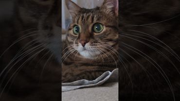 Правда и женщина 💃🙀🤔🤣 #cat #кот #юмор #котушка #приколы #цитаты #смех