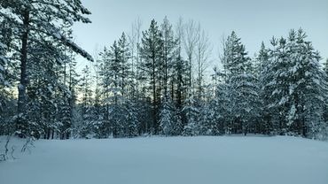 футаж зимний снежный лес
