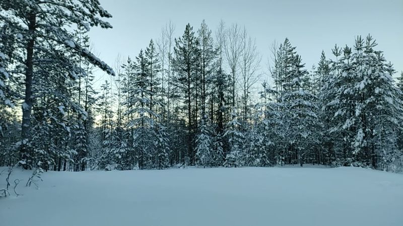 футаж зимний снежный лес