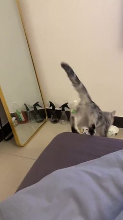 #cat #cute #funny #fyp 