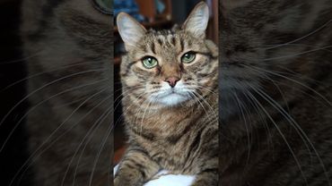 Загадка природы 🙀🤫🤔🤣 #cat #кот #юмор #котушка #приколы #цитаты #кино