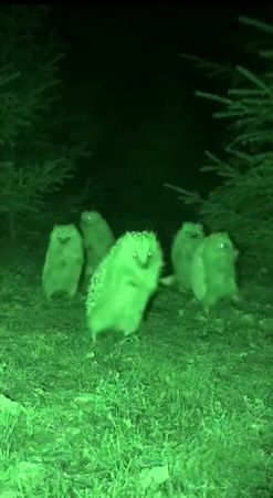 #лезгинка #ежики #танцуют 