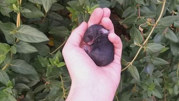 Новорожденный кролик.