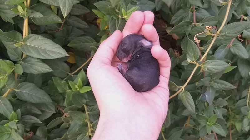 Новорожденный кролик.