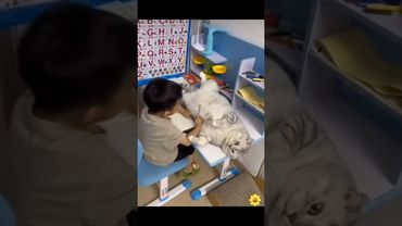 Без кота и жизнь не та 😹🌼#cat #cute #funny