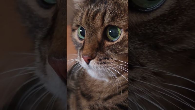 Я согласен 🫢🙀🤔🤣 #cat #кот #юмор #котушка #приколы #цитаты