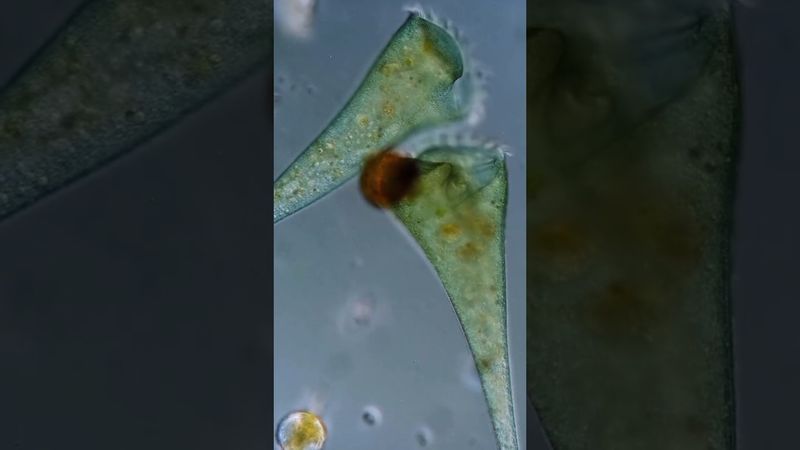 Стенторы — микроскопические великаны