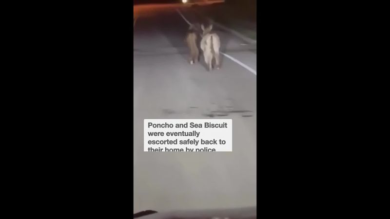 Pony and donkey escape for early morning stroll