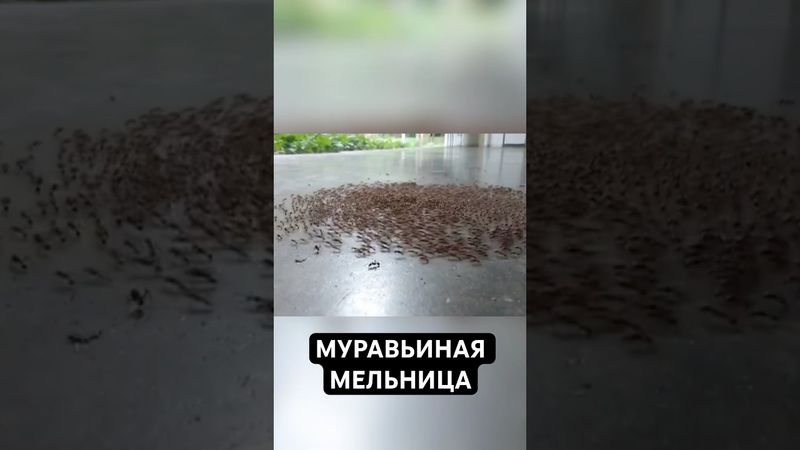 Penggilingan Semut: Perangkap Alam yang Paling Tragis