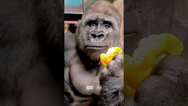 🦍 ШАК ПРОТИВ ГОРИЛЛЫ #взялмяч #shaq #gorilla #nba #нба