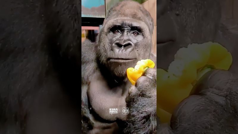 🦍 ШАК ПРОТИВ ГОРИЛЛЫ #взялмяч #shaq #gorilla #nba #нба