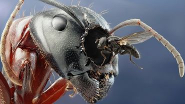 Почему Мухи Начали Убивать Муравьев?