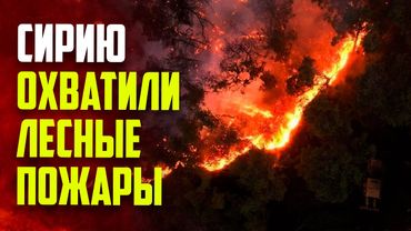 Сирийская провинция Латакия окутана дымом из-за лесных пожаров