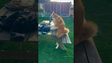 Owner Films Shiba Inu Dog Hilariously Falling Onto Bench and Sitting Like a Human