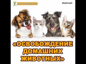 Медитация "Освобождение домашних животных"