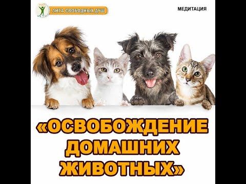 Медитация "Освобождение домашних животных"