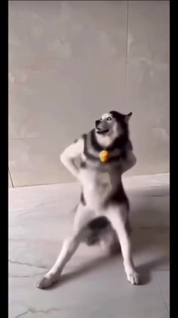 #индийская#собака#мем#тренд#хакервреках