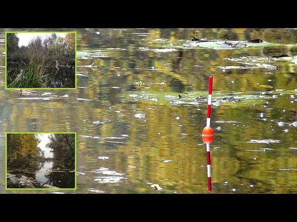 Осенний Карась в полной тишине на поплавок в коряжнике