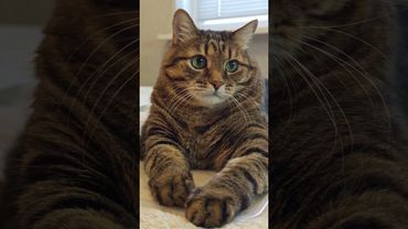 Посадить дерево 🙀🤔😉🤣 #cat #кот #юмор #котушка #цитаты #пародия #приколы