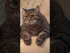 Рождённый ползать 😉🙀🤔🤣 #cat #кот #юмор #котушка #приколы #цитаты