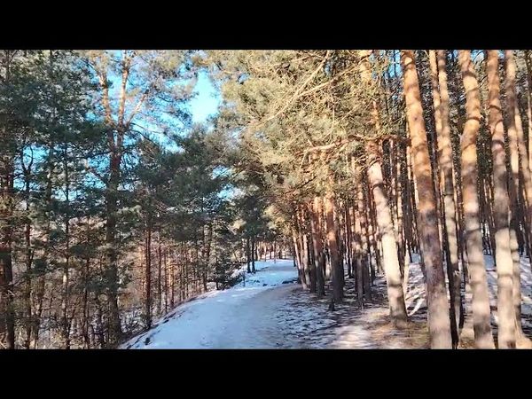 Судьба подхалимов и шестерок в работе по найму в крупных организациях. Январь 2025 г.