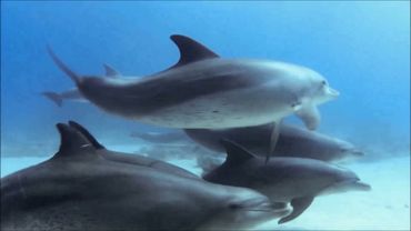 Дуне хьакхоллар (на ингушском языке)