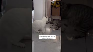 Что он ему сказал... #shorts #приколы