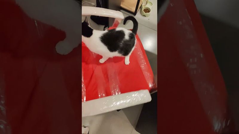 Кот-космонавт. #котики #коты #кошки #котик