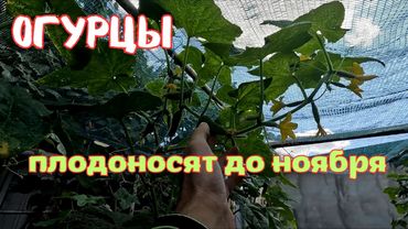 Этот простой способ заставит огурцы плодоносить до ноября месяца!