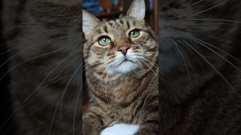 Доктор прописал 🙀🤔😉🤣 #cat #кот #юмор #котушка #мем #приколы #цитаты