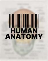 #human #anatomy #edit #nervoussystem #skeleton 