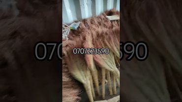 авганский казан