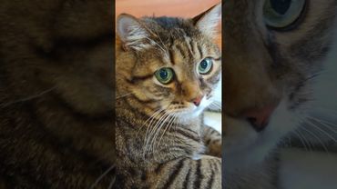 Если кто-то смеётся 🤣😻🤩🤔 #cat #кот #юмор #котушка #приколы #цитаты