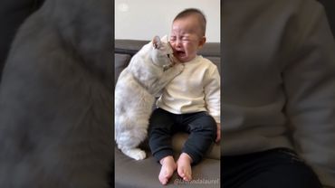 My cat is an expert in housekeeping #cats #foryou #Clever cats #petsoftiktok #funnycats #fyp