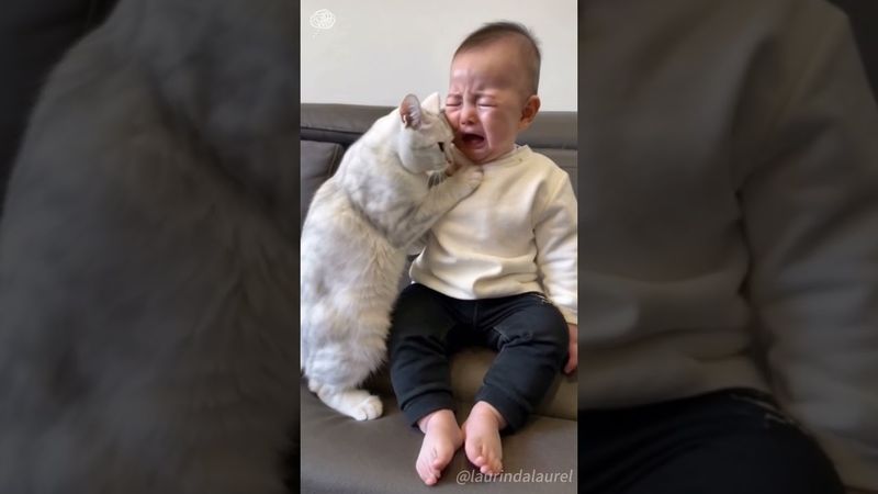 My cat is an expert in housekeeping #cats #foryou #Clever cats #petsoftiktok #funnycats #fyp