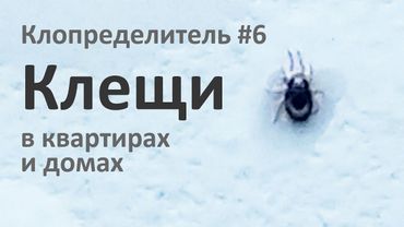 Домашние клещи из квартир и домов наших зрителей