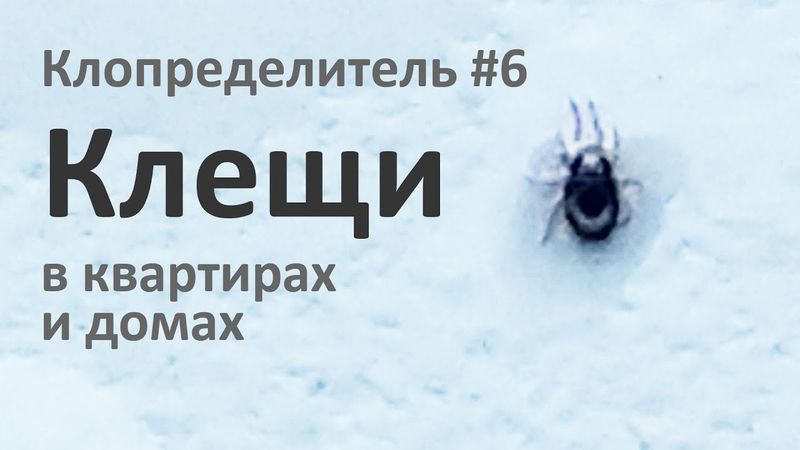 Домашние клещи из квартир и домов наших зрителей