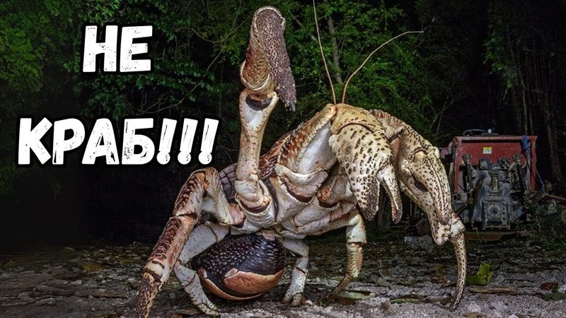 Почему Эволюция Снова и Снова Создаёт Одних и Тех Же Животных