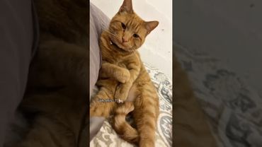 Funny cats 😂 #funny