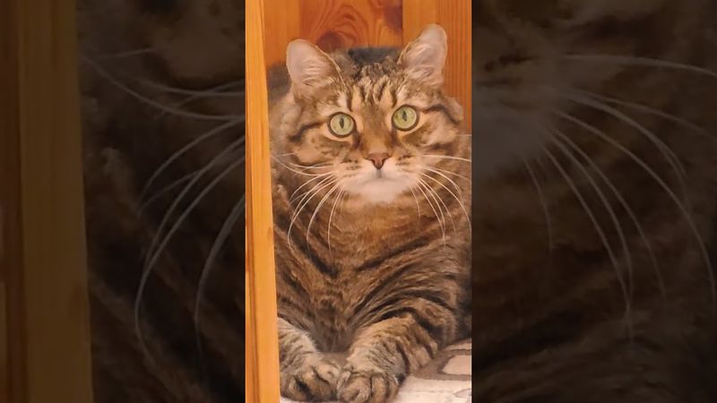 Беззащитное существо 💃🙀🫢🤣 #cat #кот #ютуб #котушка #приколы #цитаты #топ