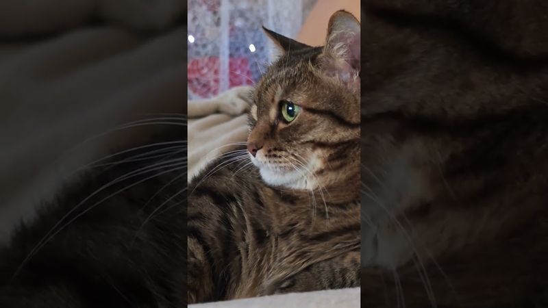 Три вещи 🙀🤔😉🤣 #cat #кот #юмор #котушка #приколы #цитаты