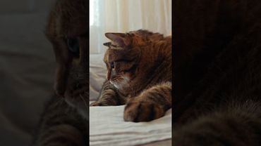 Чем старше 🙀🤧🤔🤣 #cat  #кот #юмор #котушка #приколы #цитаты #смех