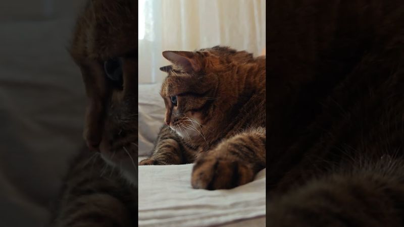 Чем старше 🙀🤧🤔🤣 #cat  #кот #юмор #котушка #приколы #цитаты #смех