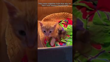 Kindness opened the door to something beautiful (reuploaded) #shorts #birds #animals #wholesome