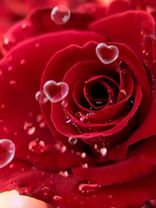 #розыдлятебя