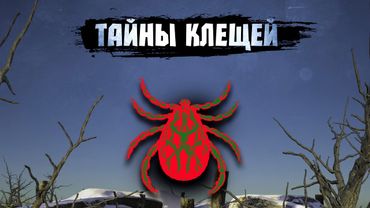 Иксодовый клещ, охотник из другого мира