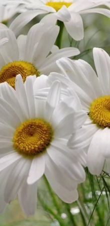 #CapCut #светлого и радостного утра!#